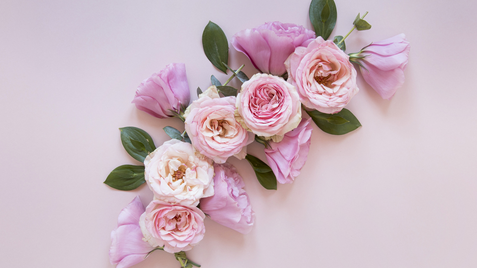 Красивые розовые цветы на сером фоне