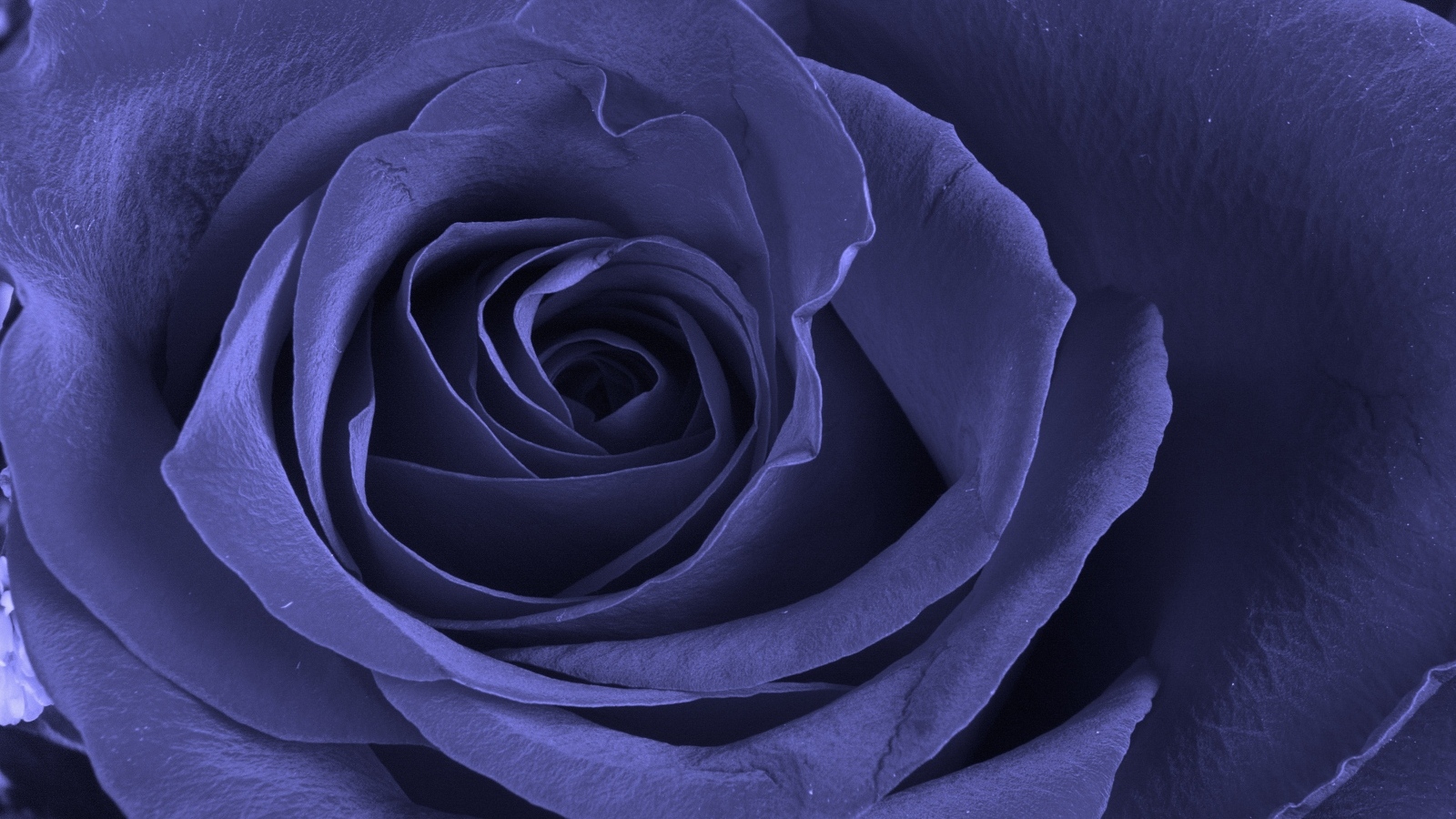 Большая синяя роза крупным планом