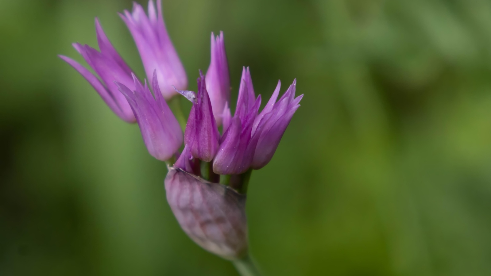 Распускающийся сиреневый цветок африканского лука