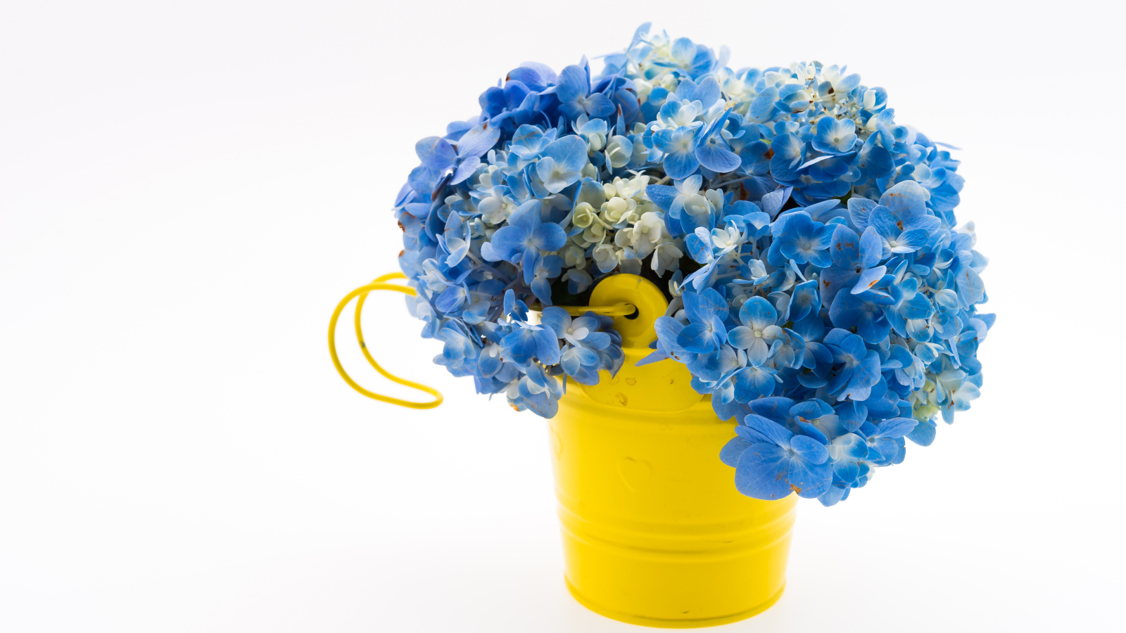 Голубые цветы гортензии в желтом ведре на белом фоне