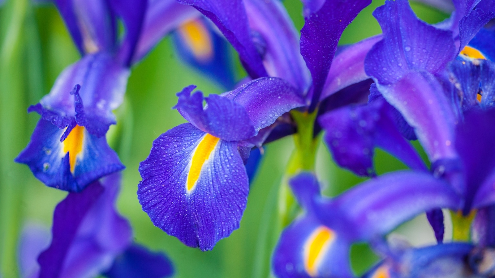 Синие цветы ириса крупным планом