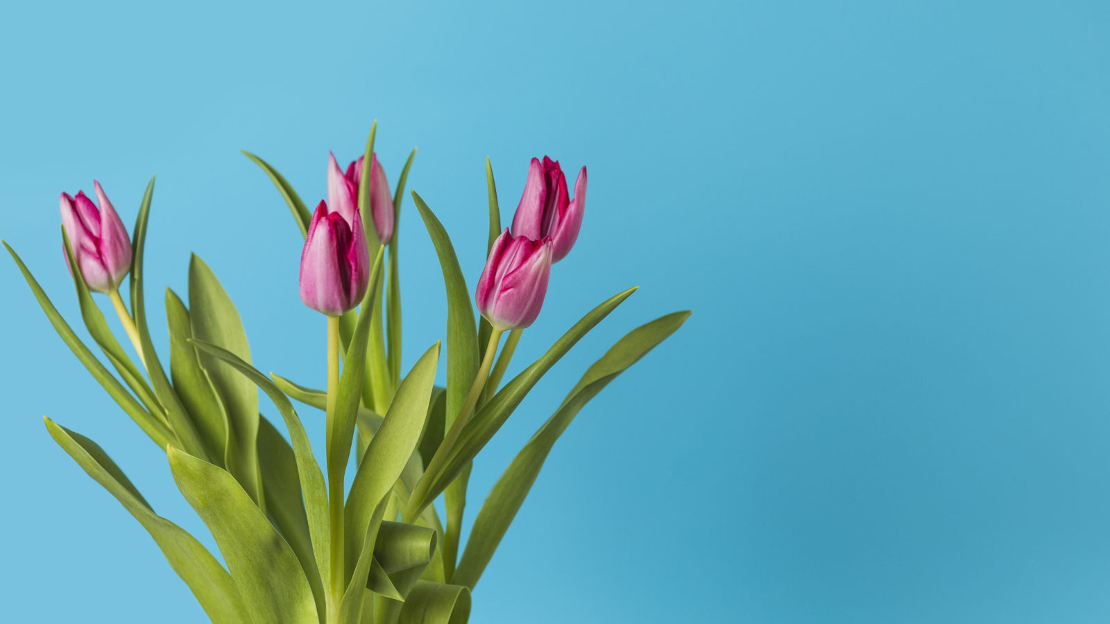 Букет розовых тюльпанов на голубом фоне