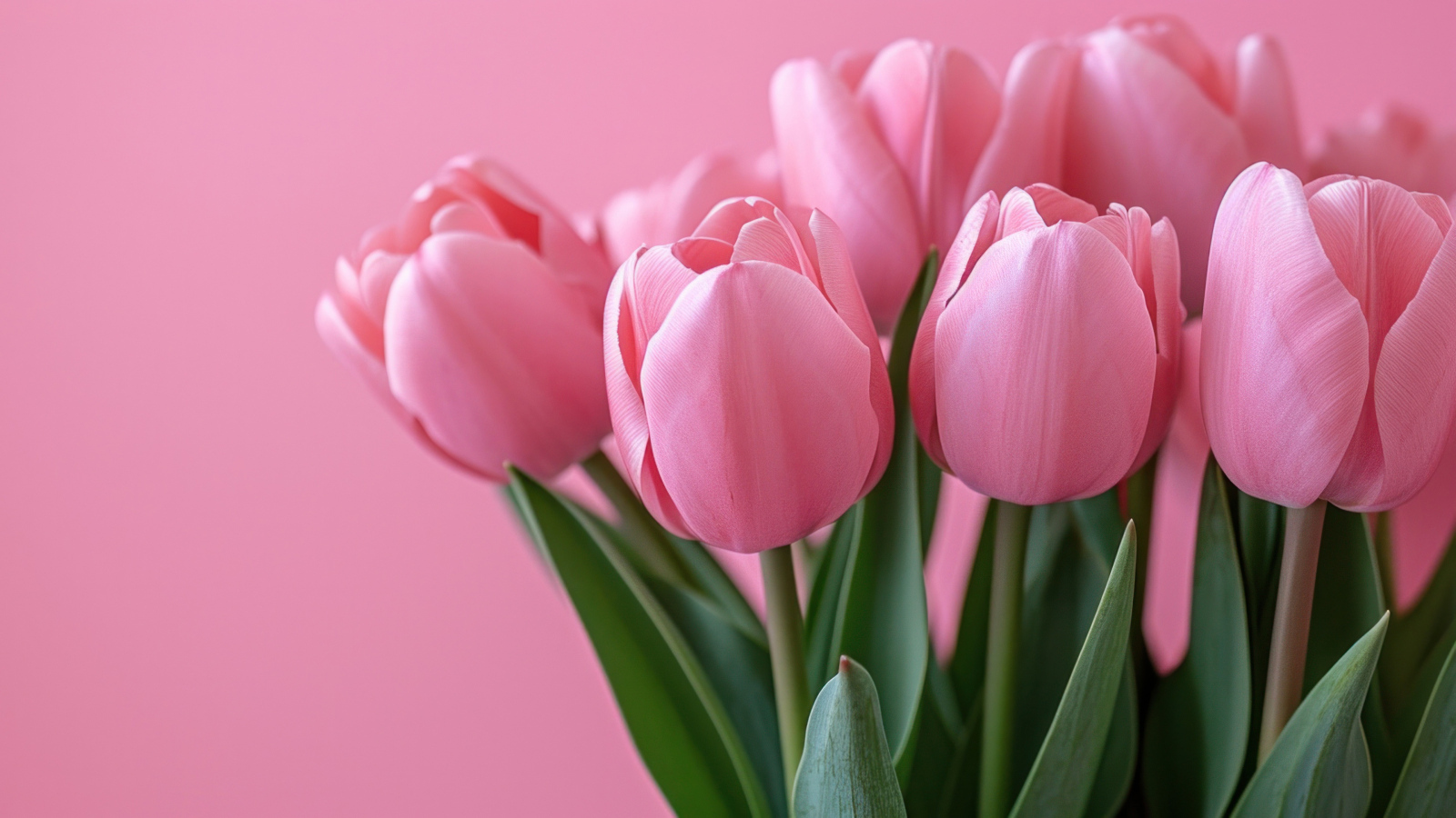Букет розовых тюльпанов на розовом фоне