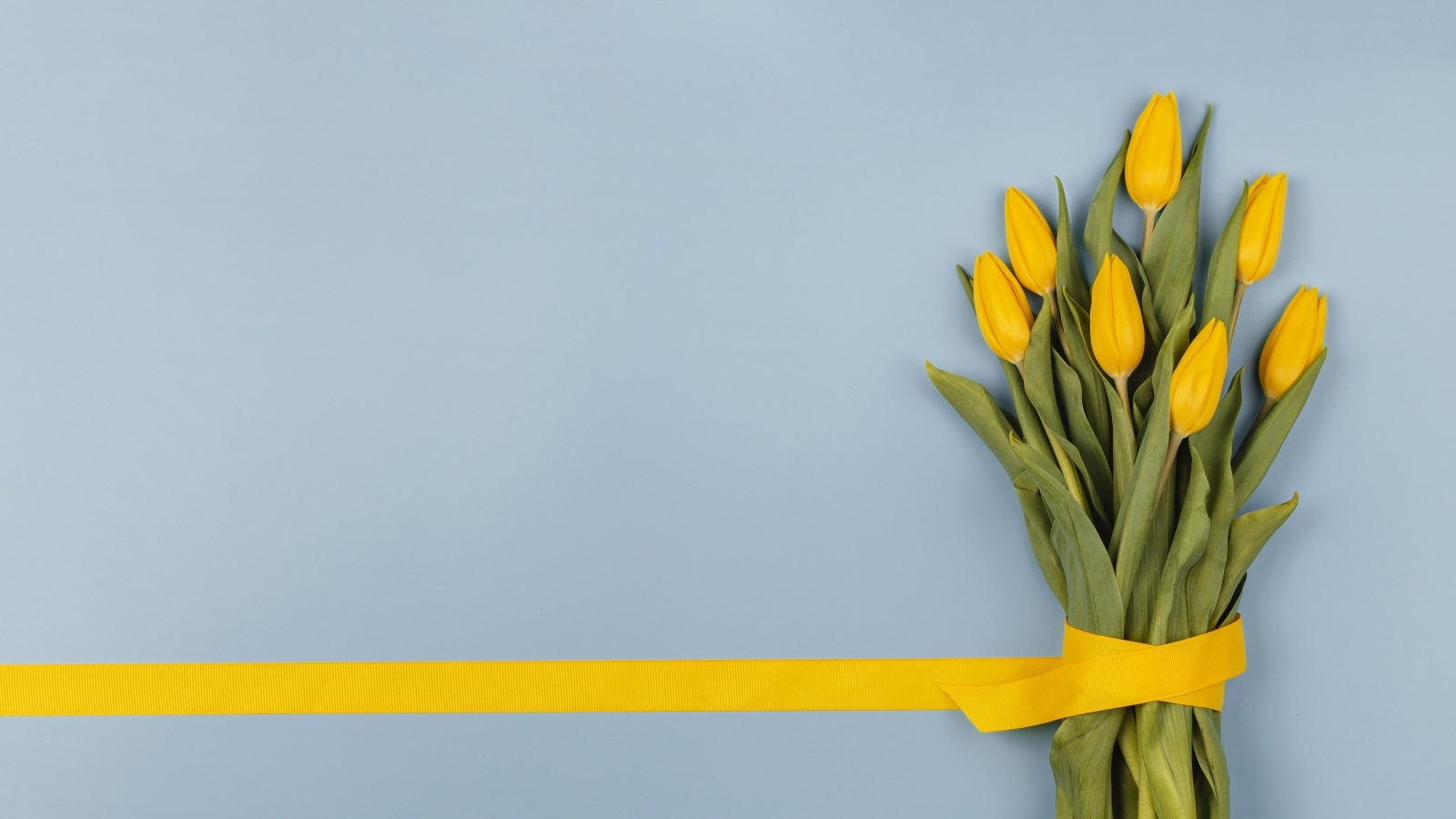 Букет желтых тюльпанов в желтой лентой на голубом фоне