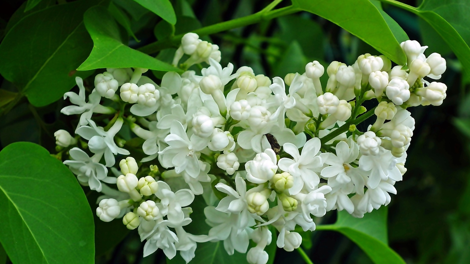 Ветка с нежными белыми цветами сирени