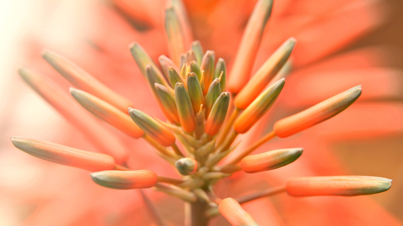 Бутоны оранжевого комнатного цветка лилии