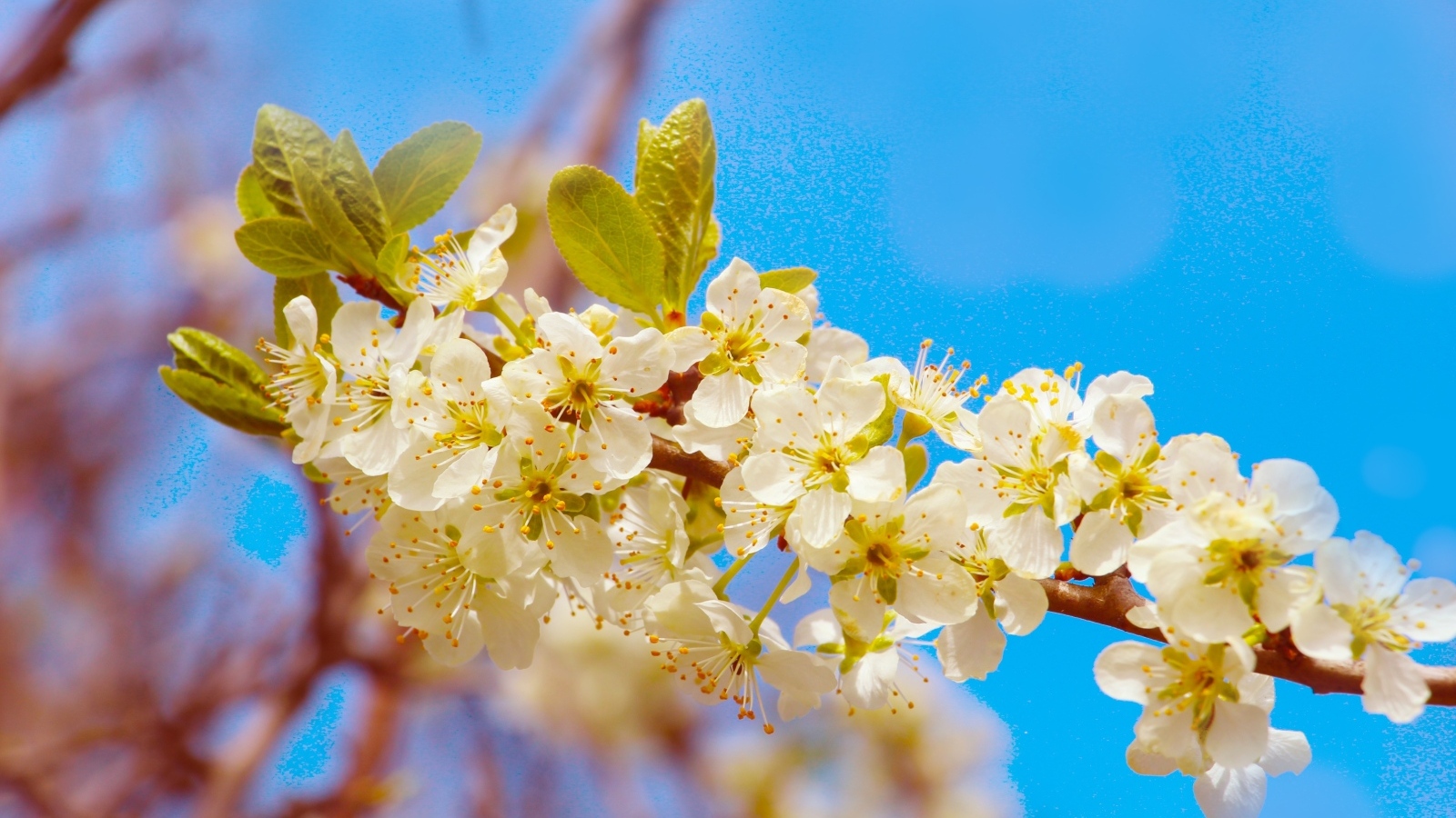 Ветка черешни с крупными цветами на фоне неба
