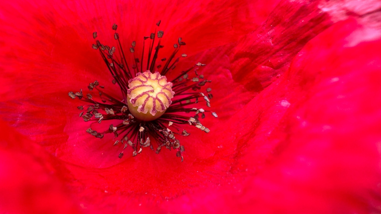 Серединка большого красного мака крупным планом