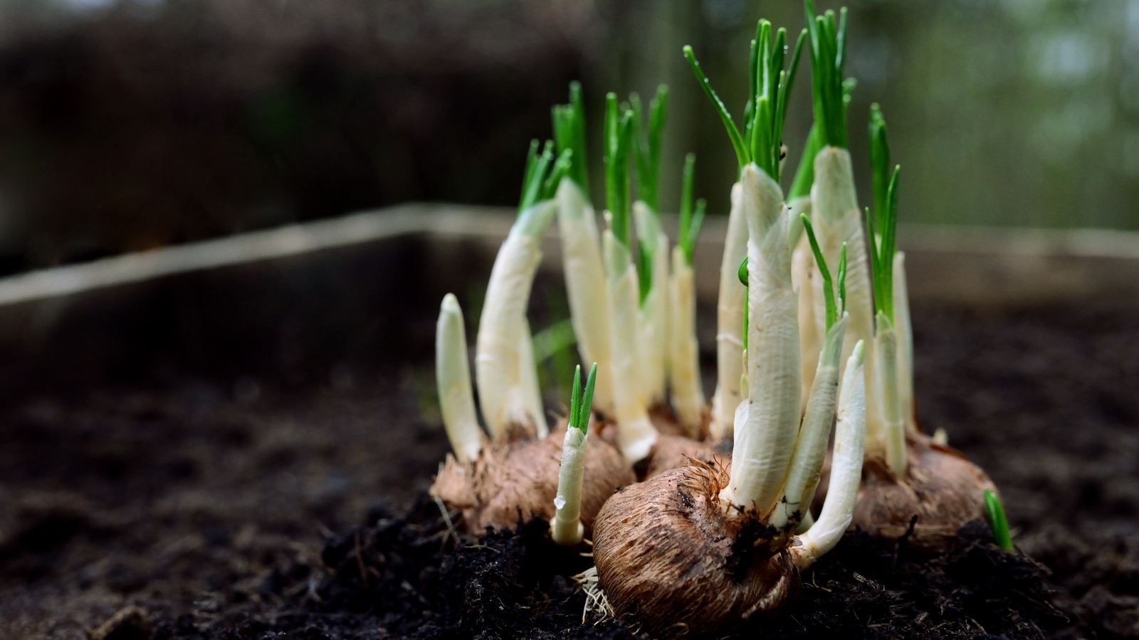 Цветы крокуса с зелеными листьями крупным планом