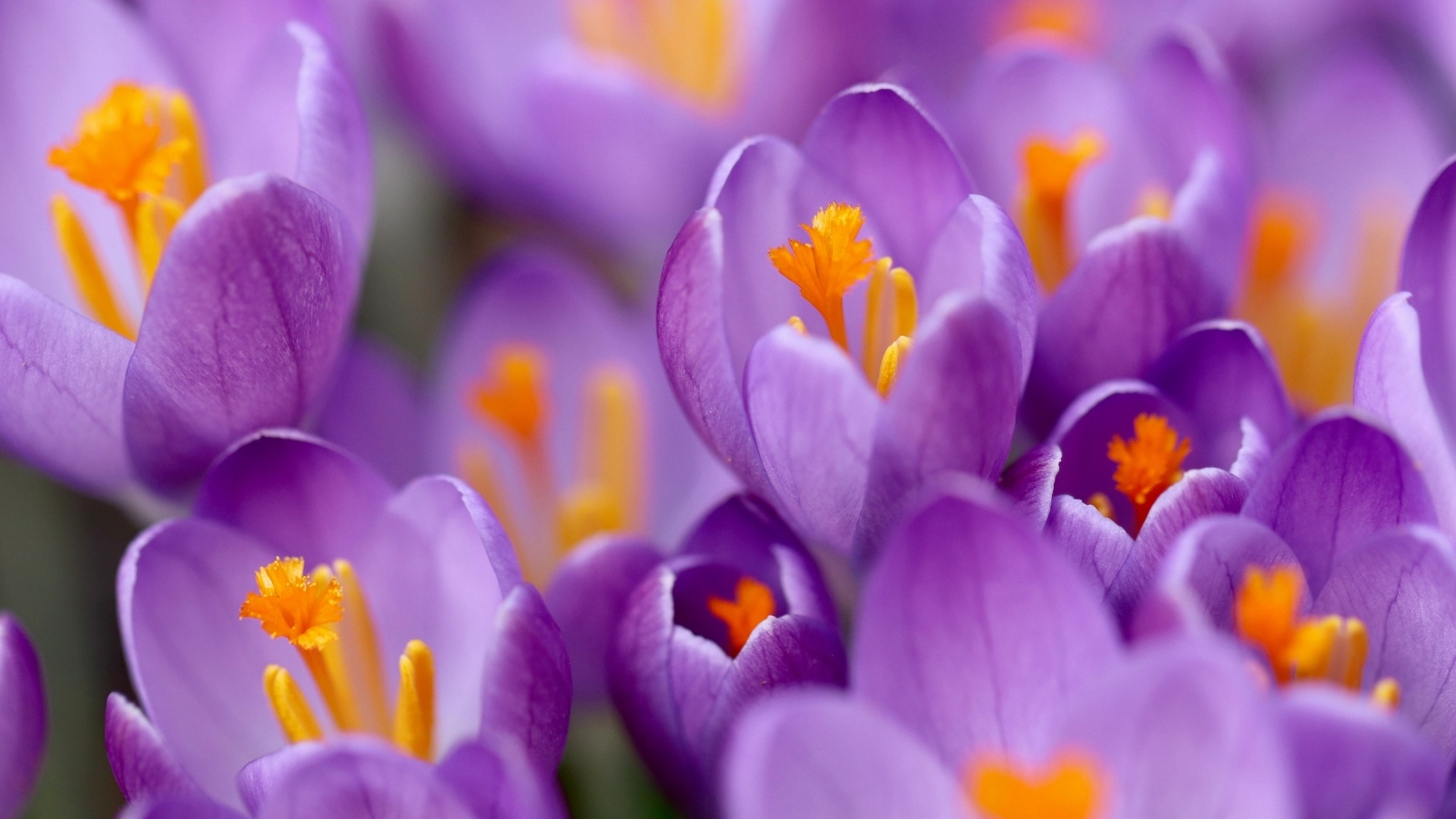 Крокусы на клумбе крупным планом