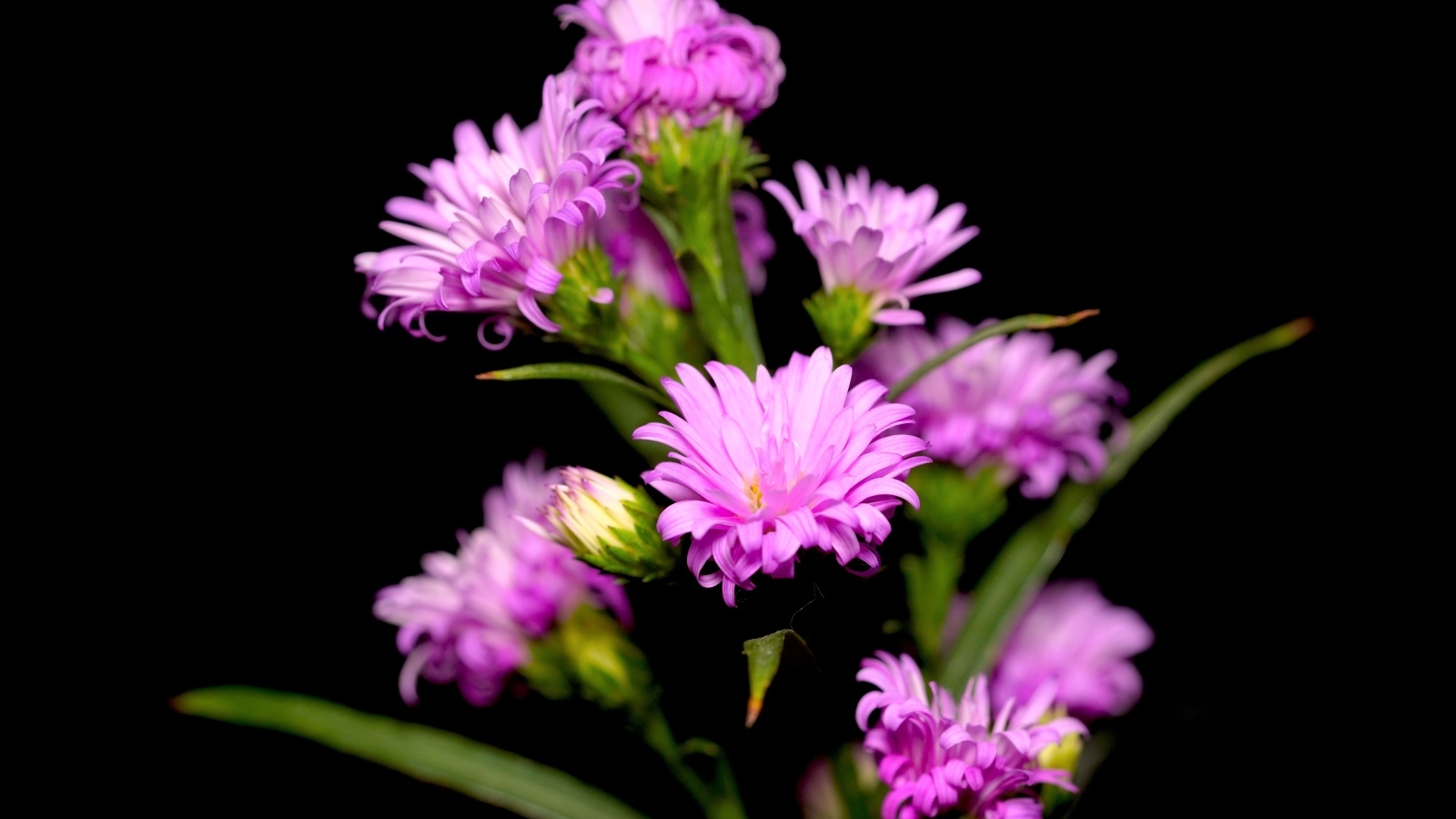 Нежные розовые цветы сентябринка на черном фоне