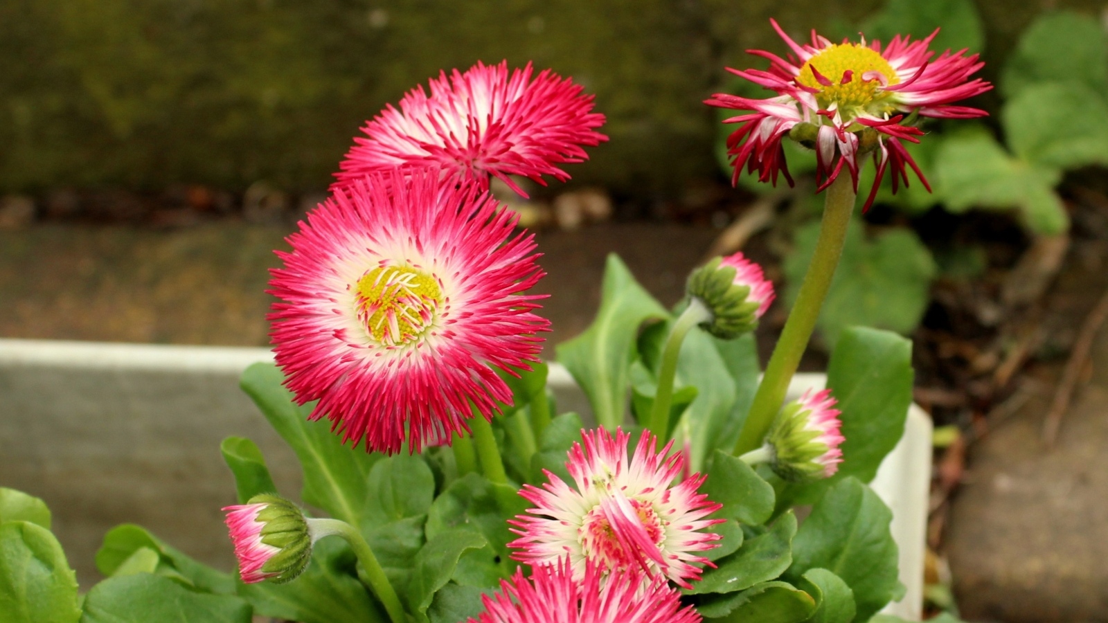 Нежные розовые маргаритки крупным планом