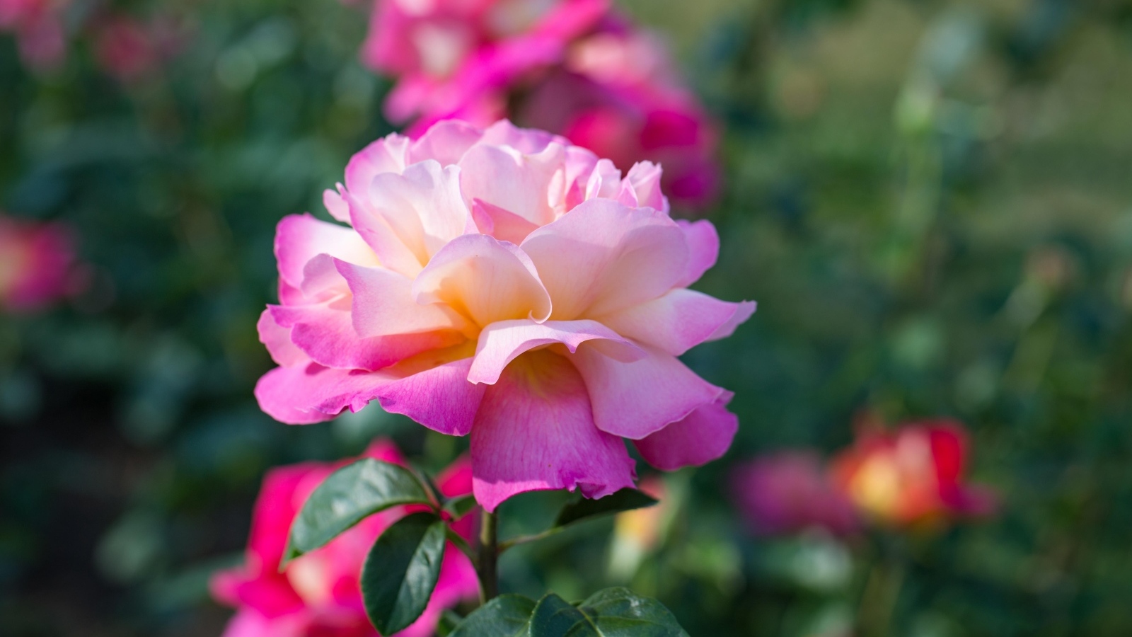 Нежные розовые розы на клумбе в парке