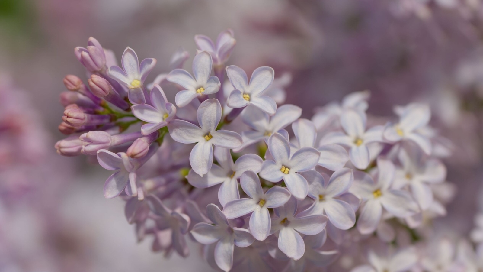 Нежные весенние цветы сирени