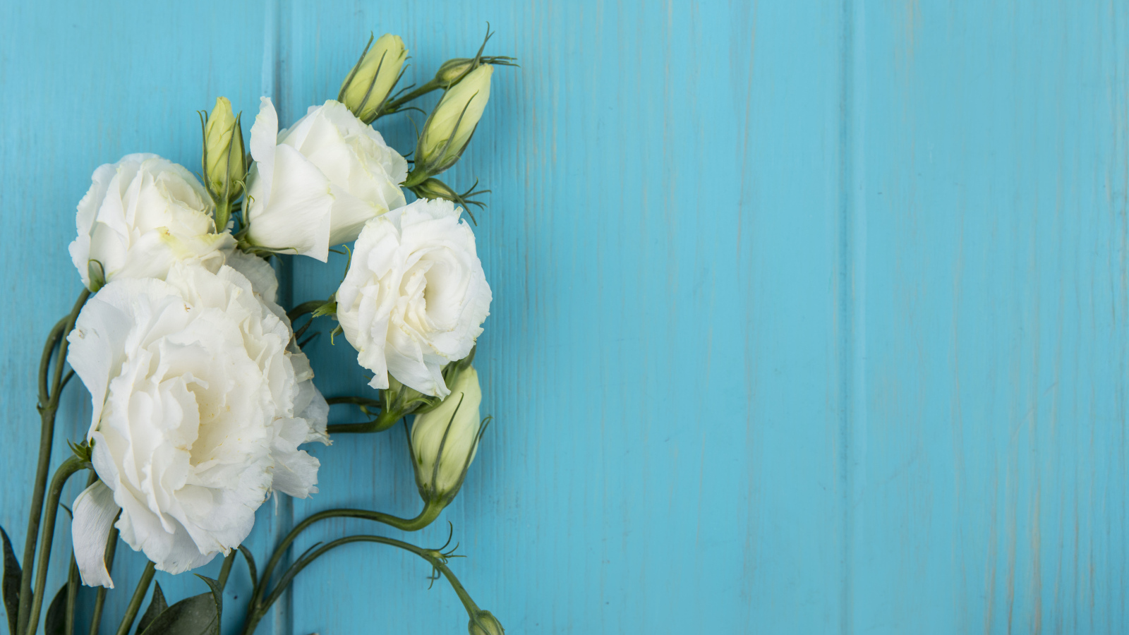 Нежная белая эустома на голубом фоне