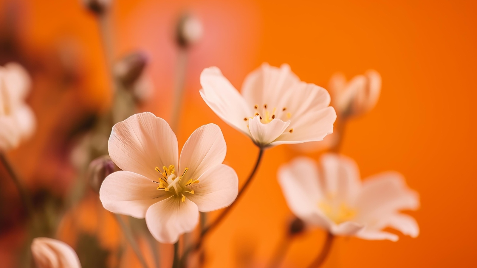 Нежные белые маленькие цветы на оранжевом фоне