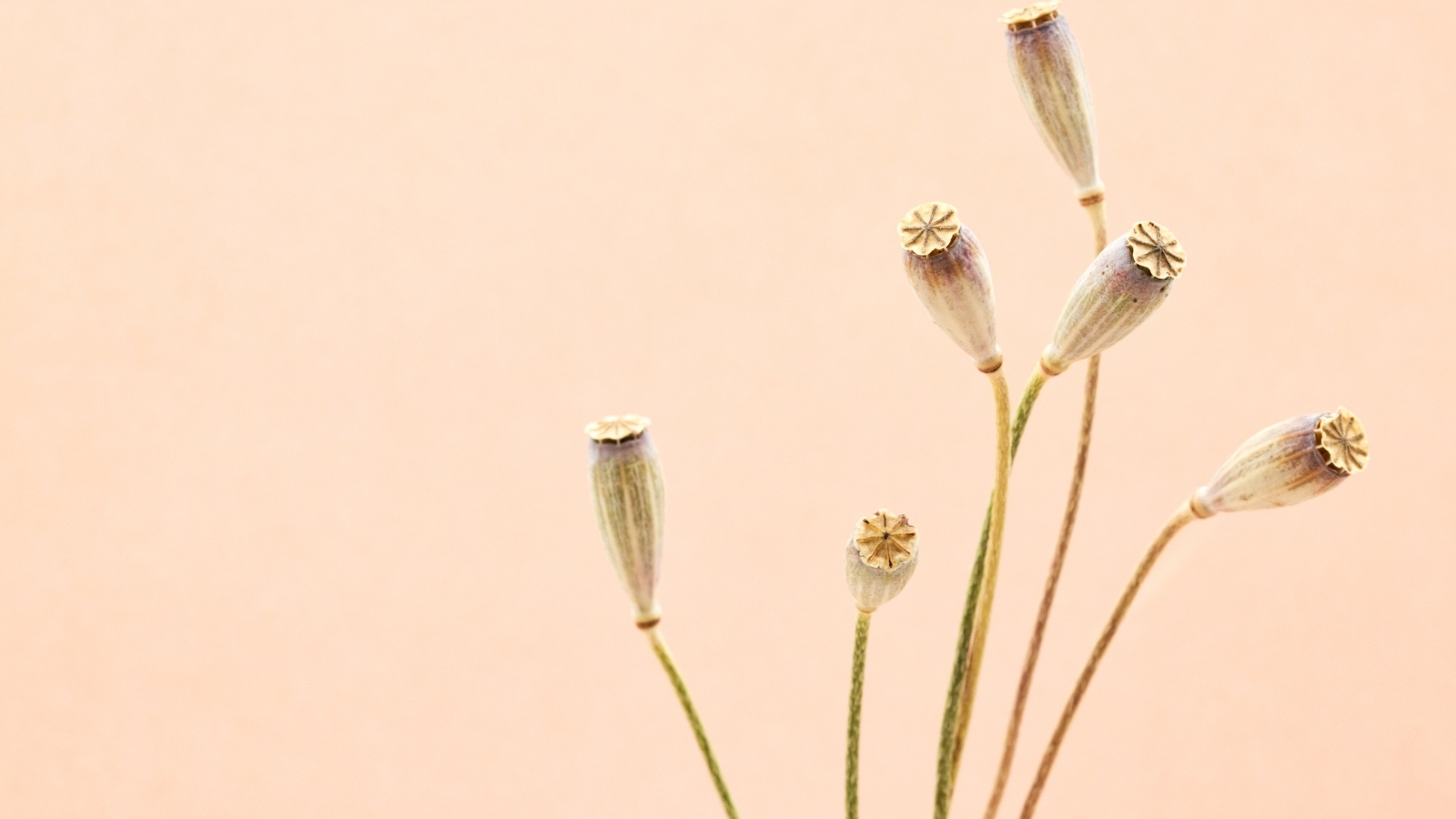 Высушенные отцветшие цветы на бежевом фоне