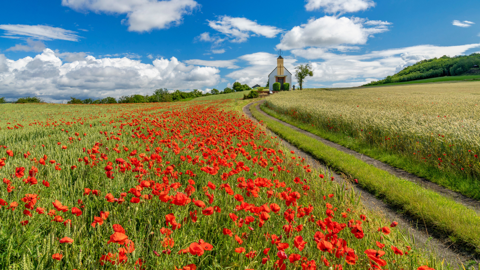 Поле красных маков под голубым небом с белыми облаками