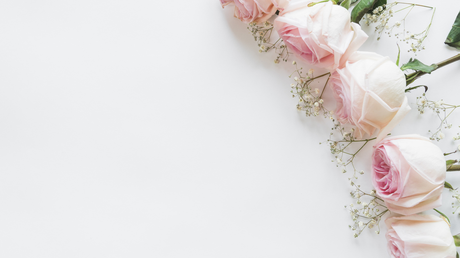 Пять розовых роз с гипсофилой на белом фоне