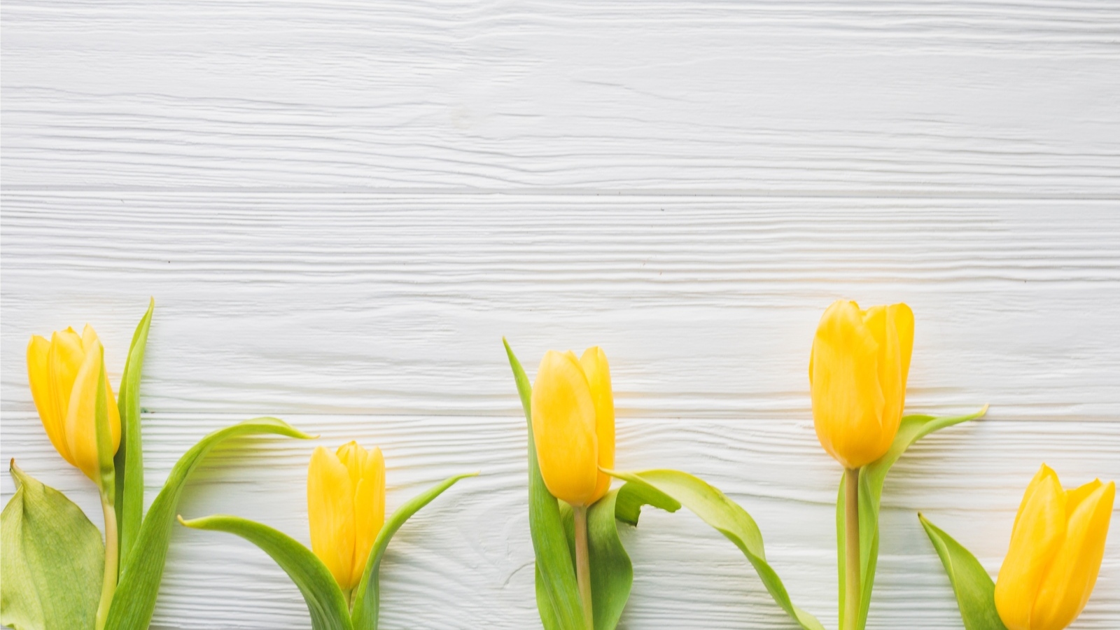 Пять желтых тюльпанов на белом фоне весной