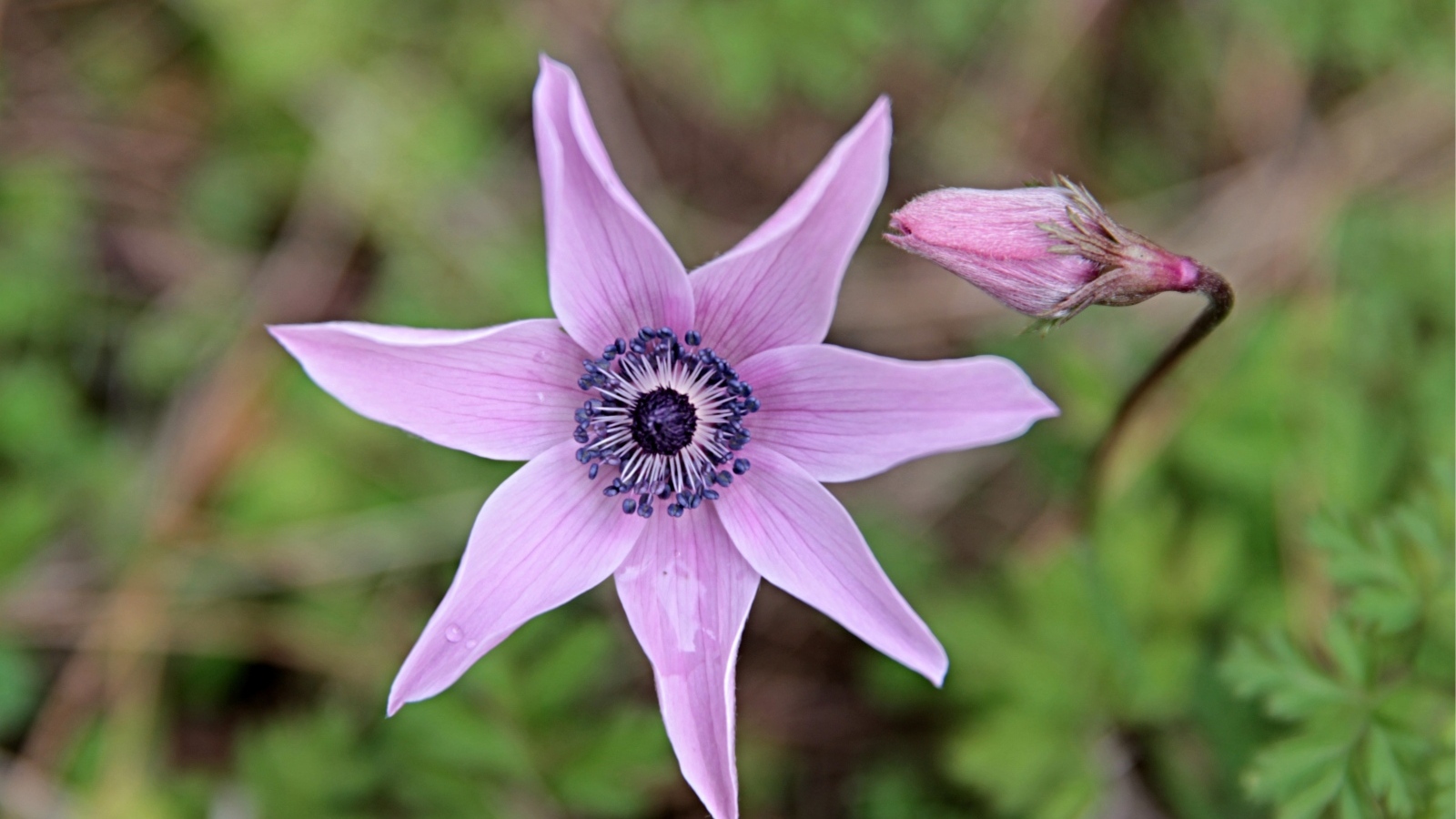 Лесной цветок анемона с бутоном крупным планом