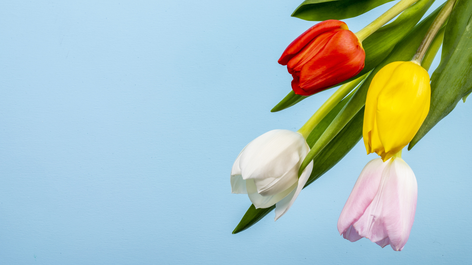 Четыре тюльпана на голубом фоне
