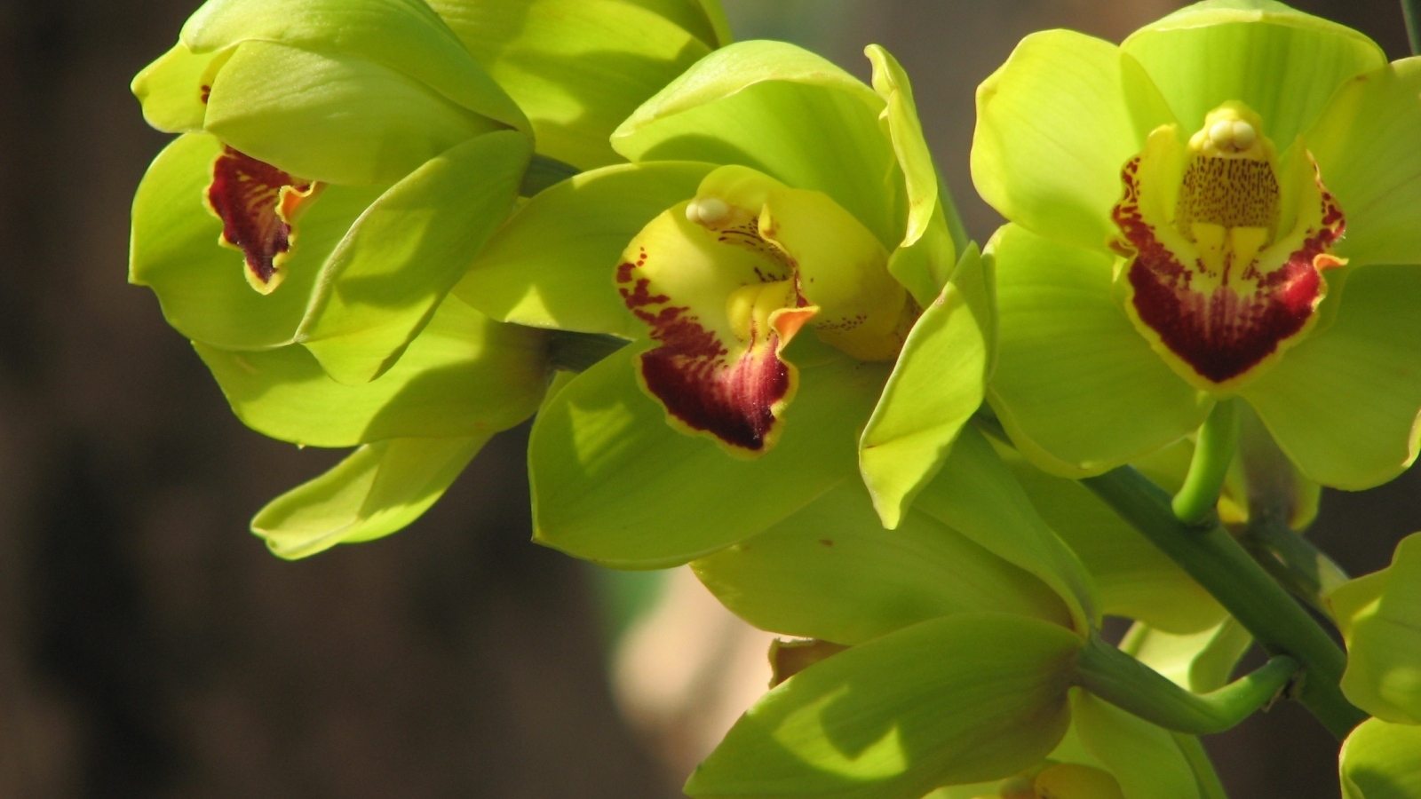 Зеленые цветы орхидеи крупным планом