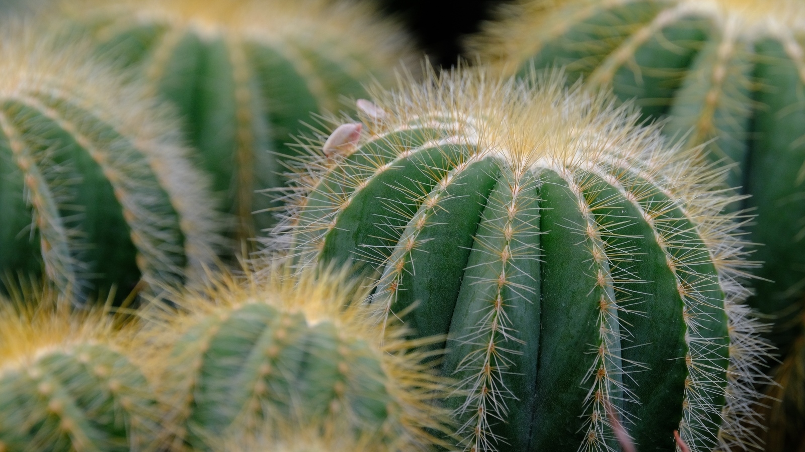 Зеленые колючие кактусы в горшке