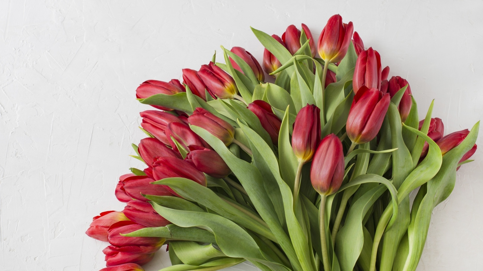 Большой букет свежих красных тюльпанов на сером фоне