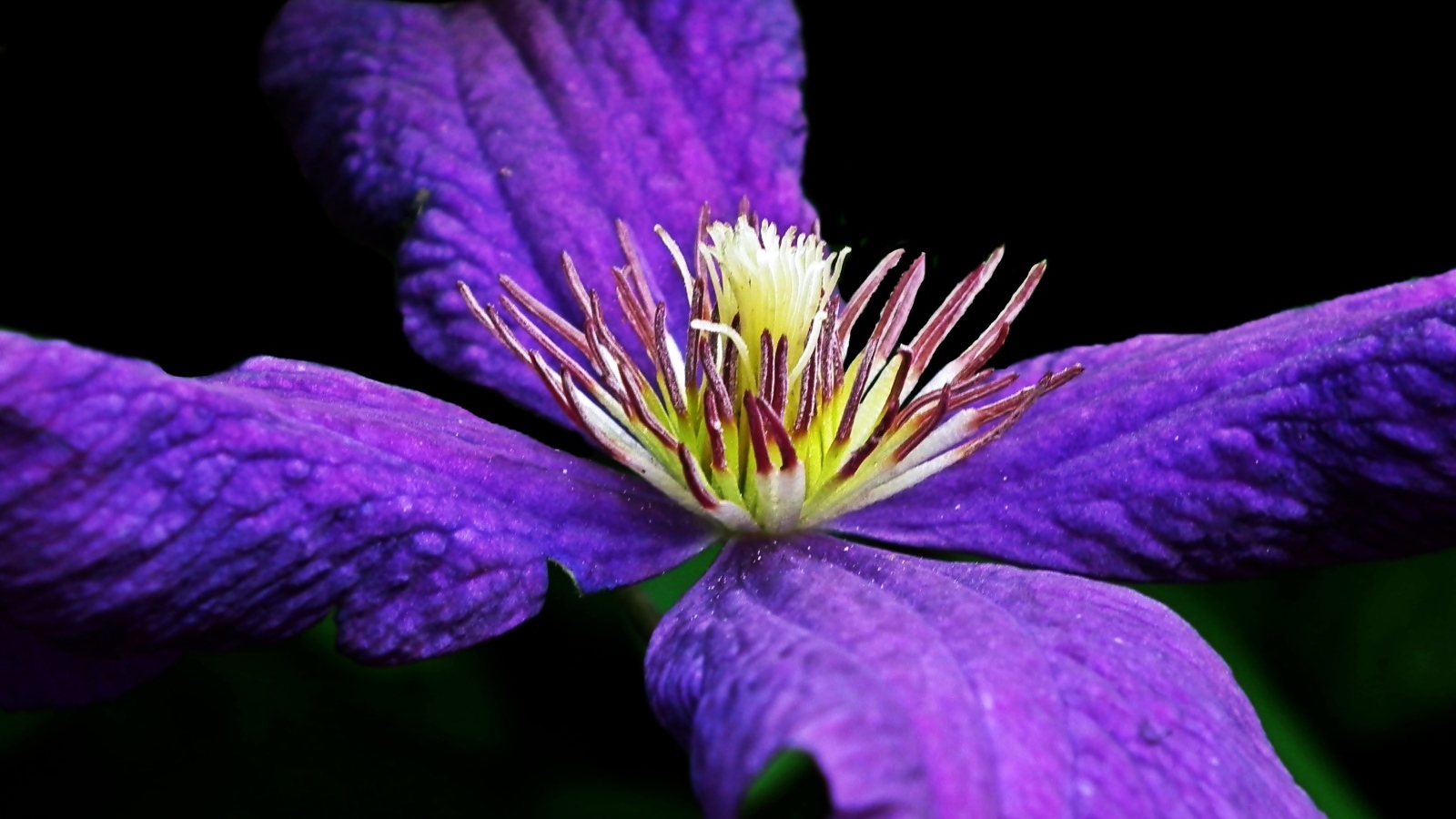 Крупный цветок клематиса на черном фоне