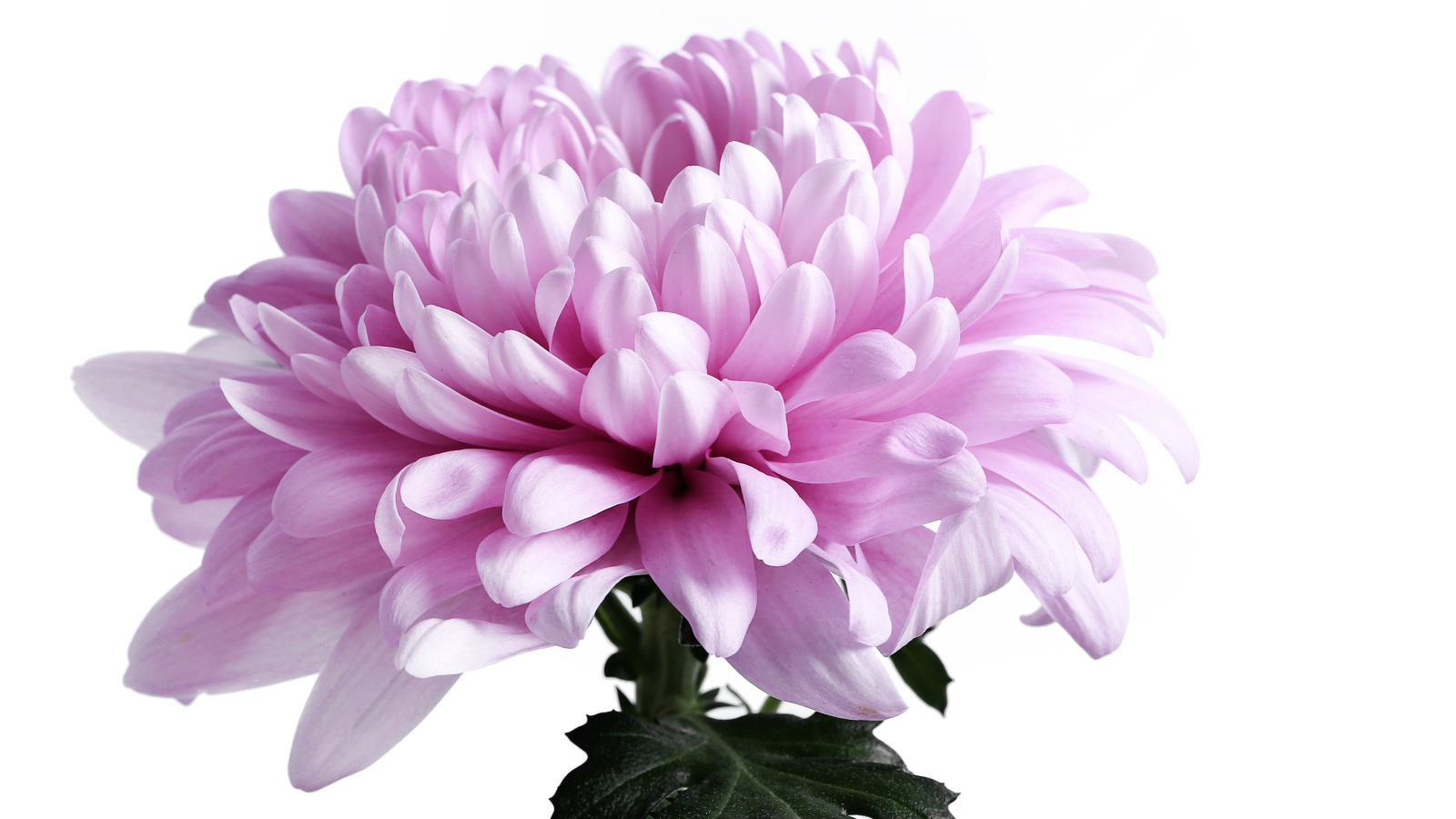 Крупный розовый цветок хризантемы на белом фоне