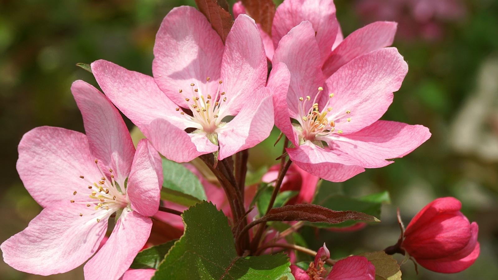 Крупные розовые цветы на ветке