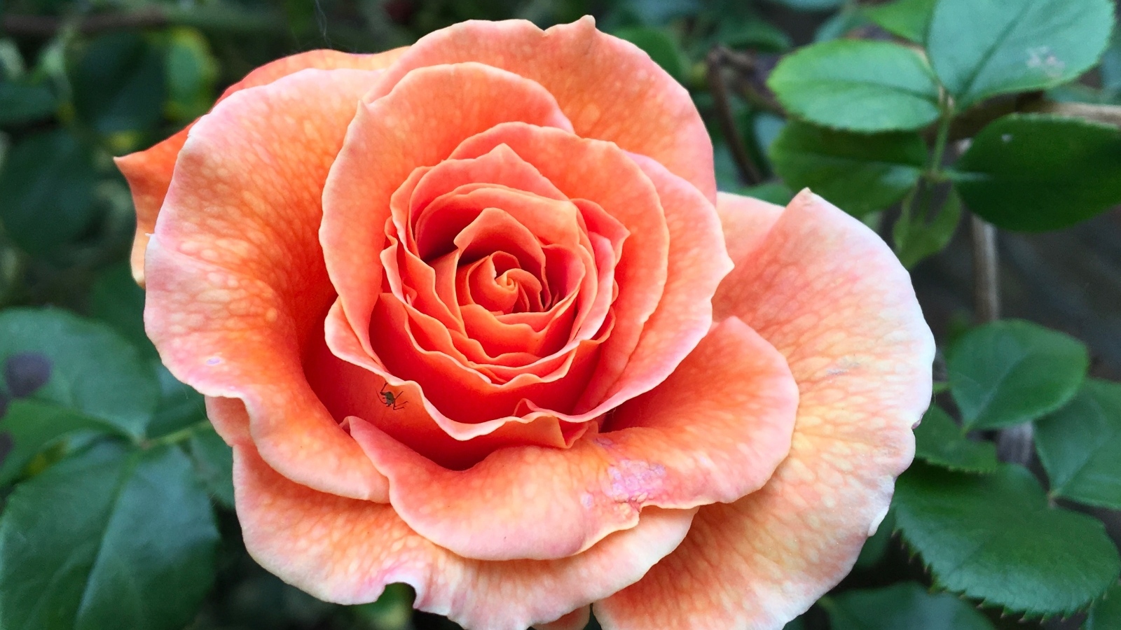 Большая розовая роза на клумбе