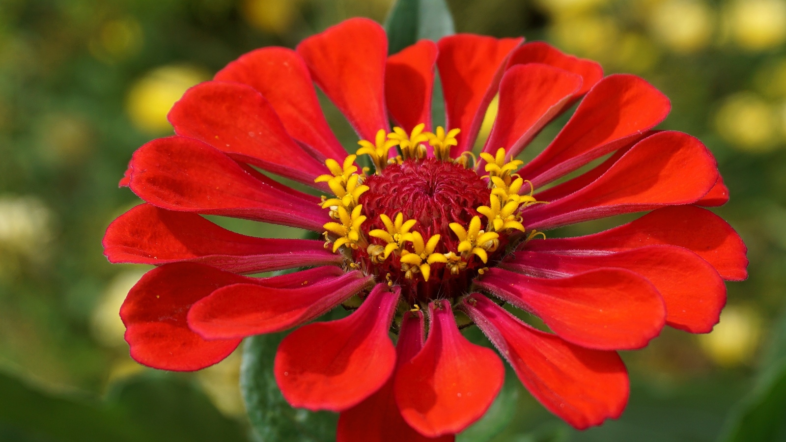 Большой красный цветок цинния