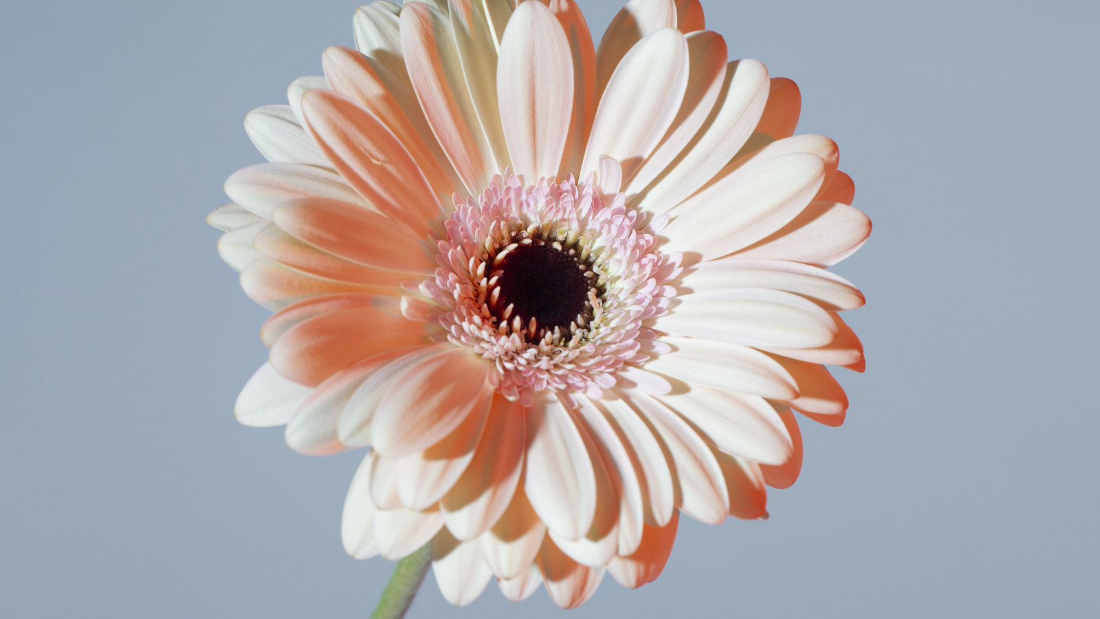 Крупная белая гербера на сером фоне