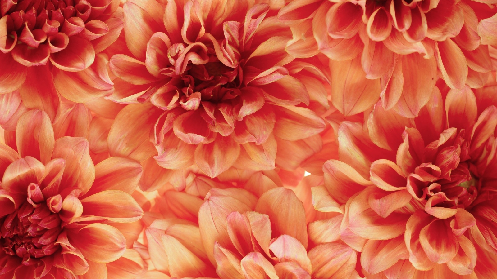 Много оранжевых георгин крупным планом