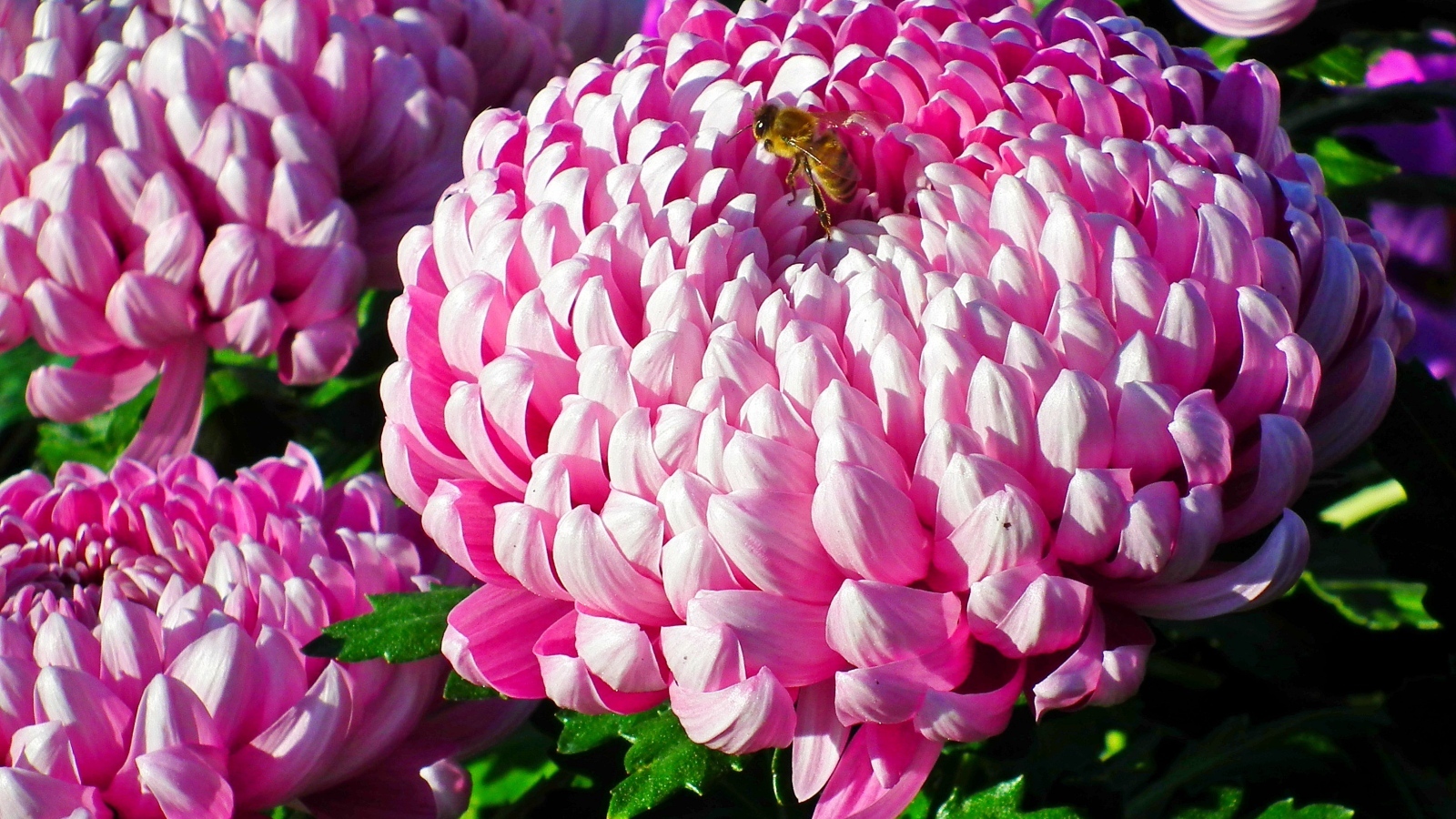 Пышные крупные розовые цветы хризантемы