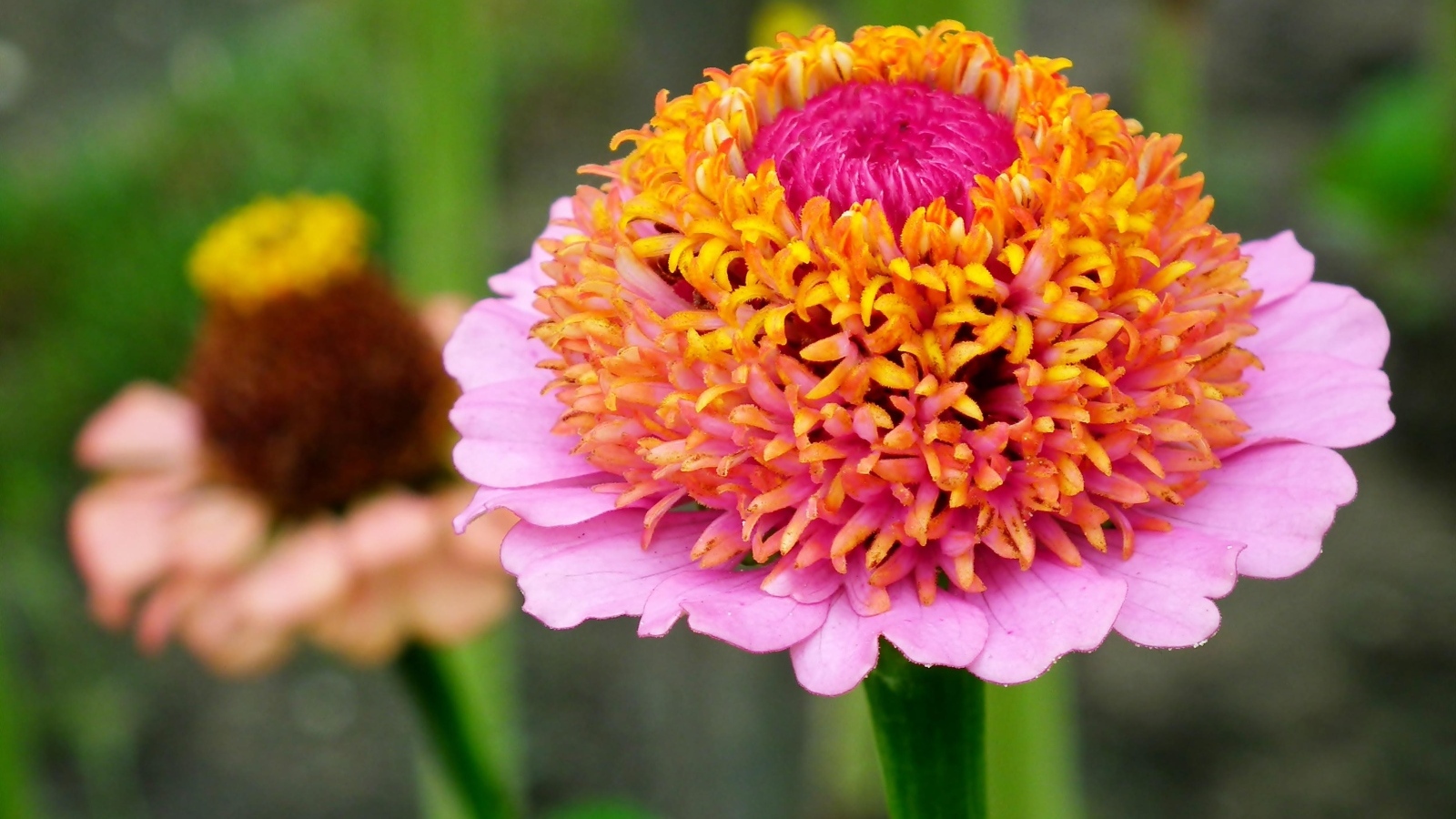 Пышный розовый цветок циннии 