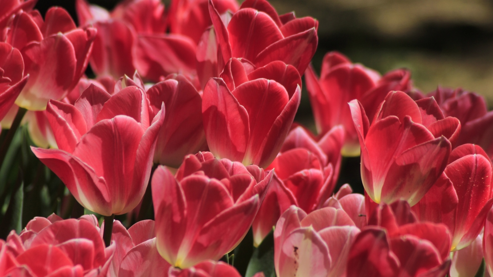 Много ярких розовых тюльпанов крупным планом