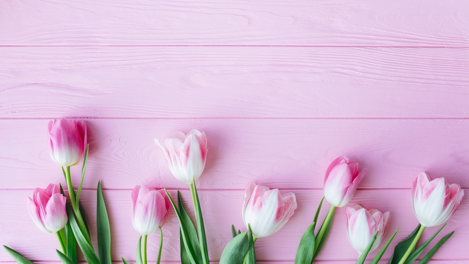 Много тюльпанов на розовом фоне