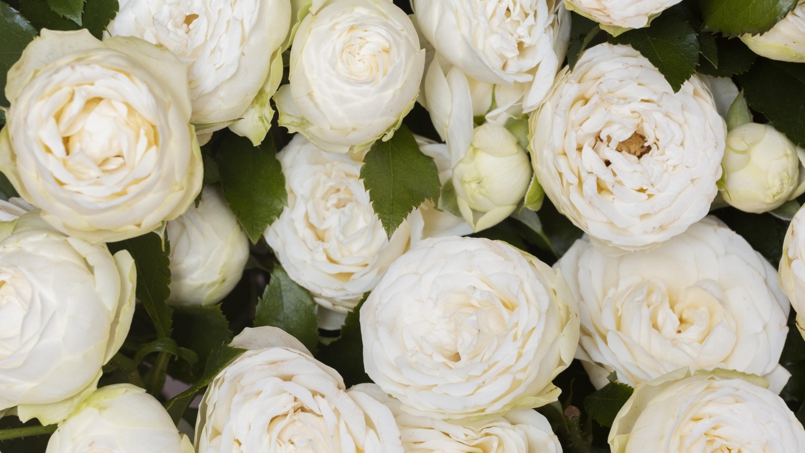 Много белых садовых роз крупным планом