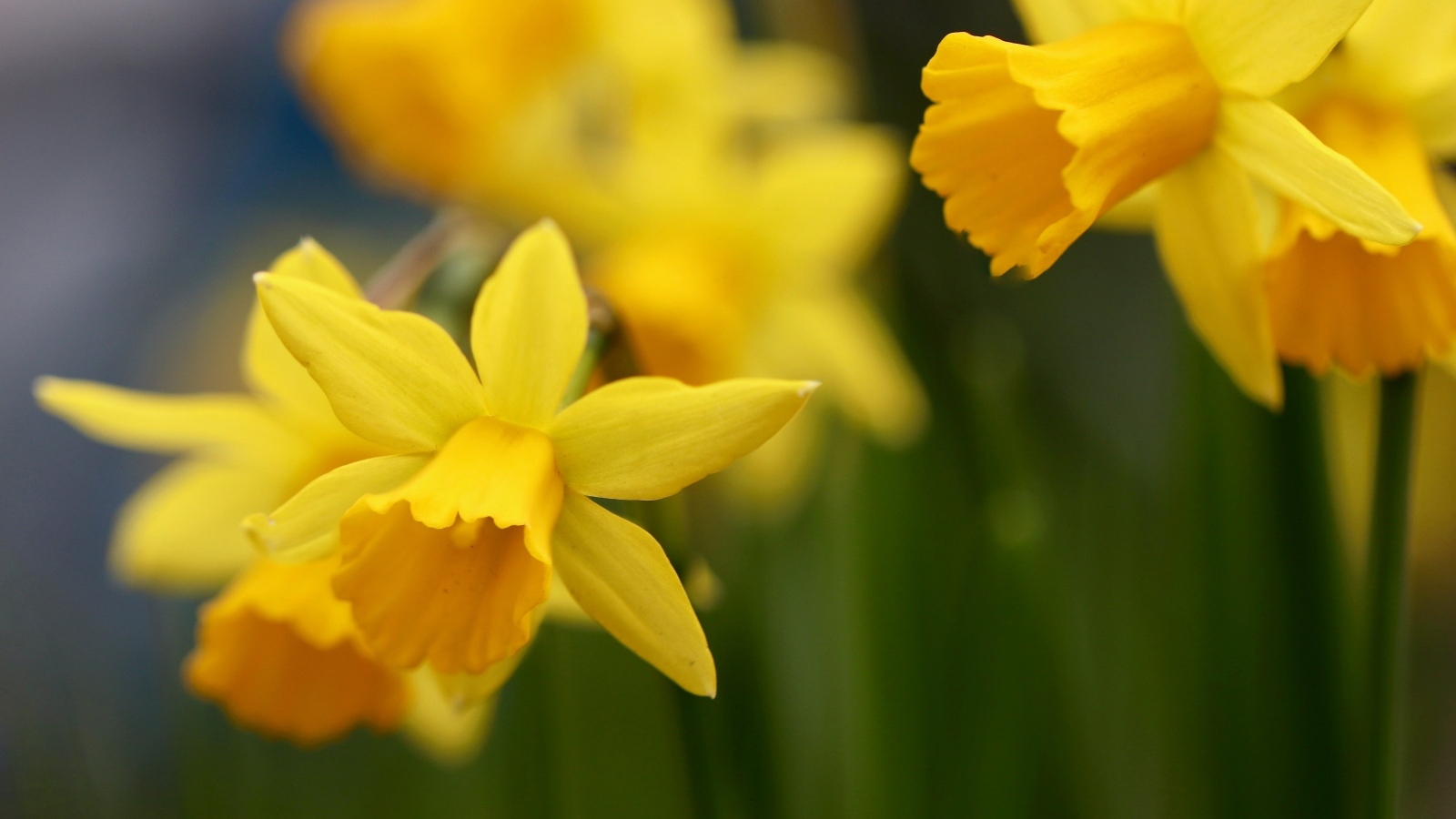 Оранжевые нарциссы на клумбе крупным планом