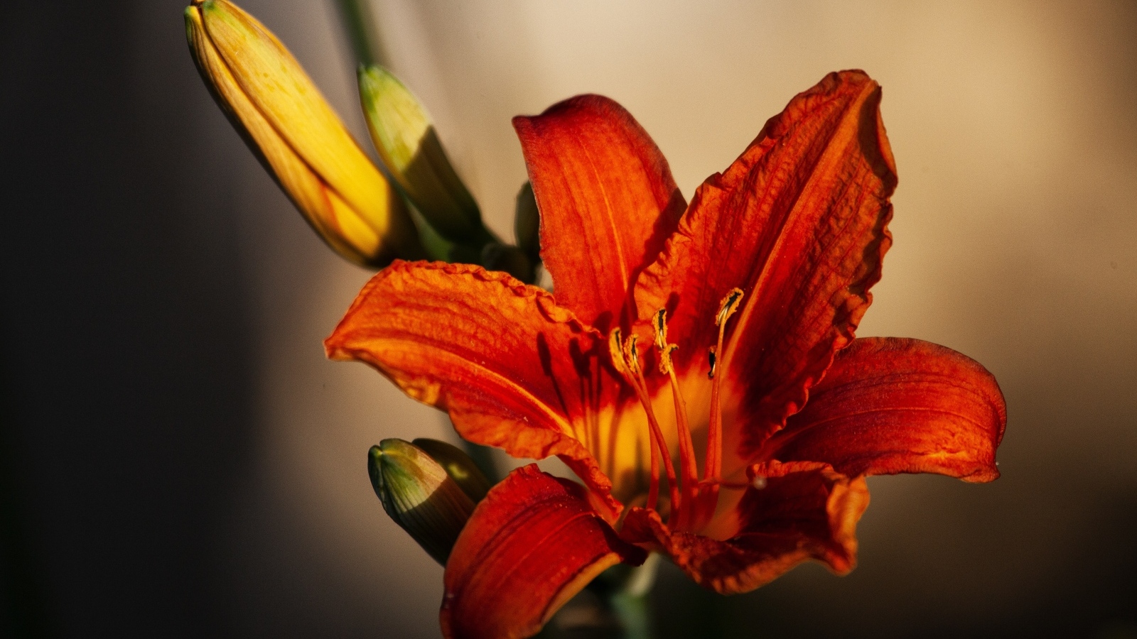 Оранжевый цветок лилейника с бутоном крупным планом