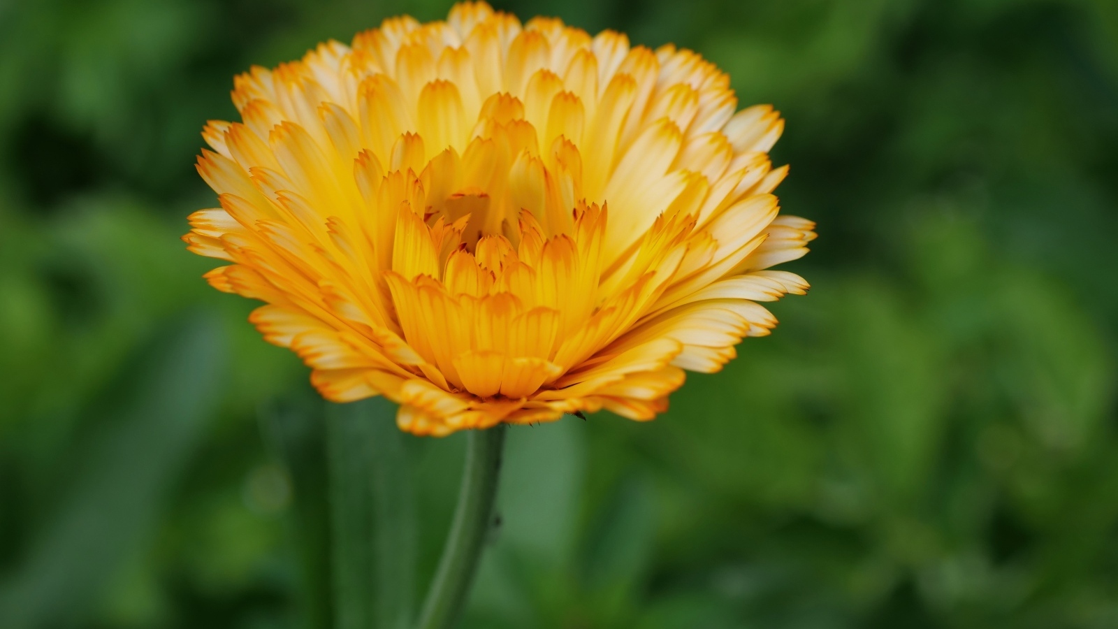 Оранжевый цветок ноготки крупным планом