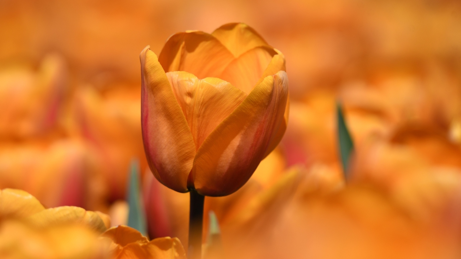 Оранжевый цветок тюльпана на клумбе крупным планом