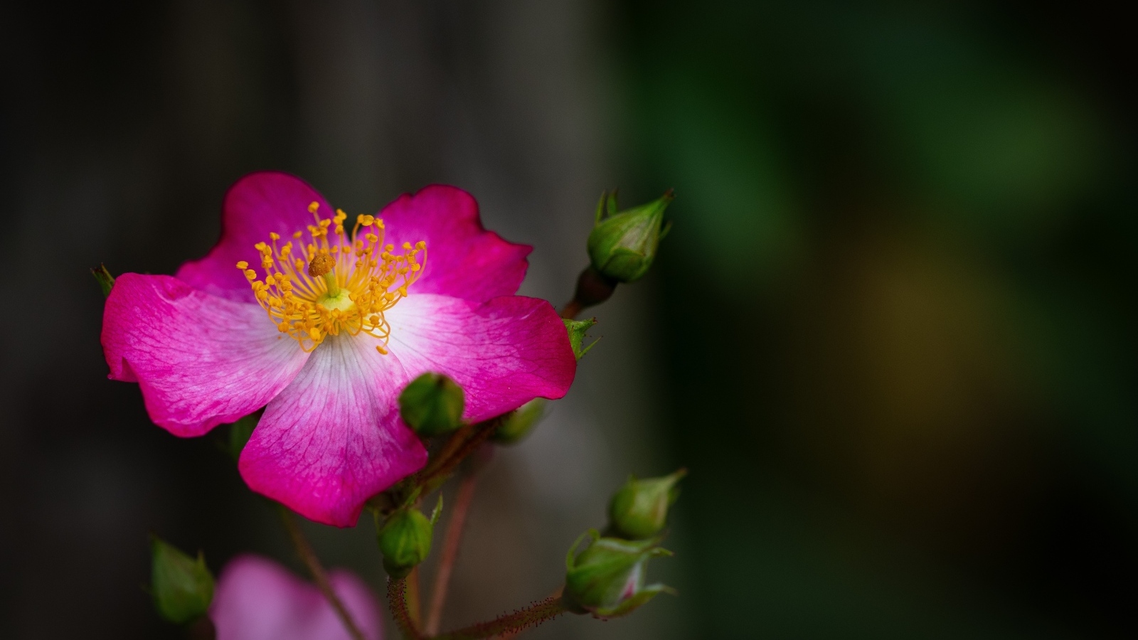 Парковая роза с бутонами крупным планом