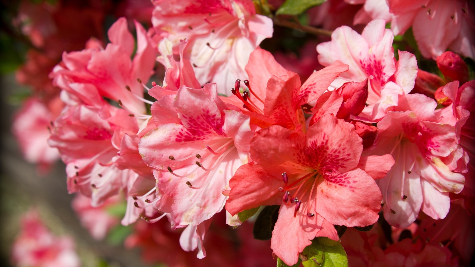 Розовые цветы азалия крупным планом