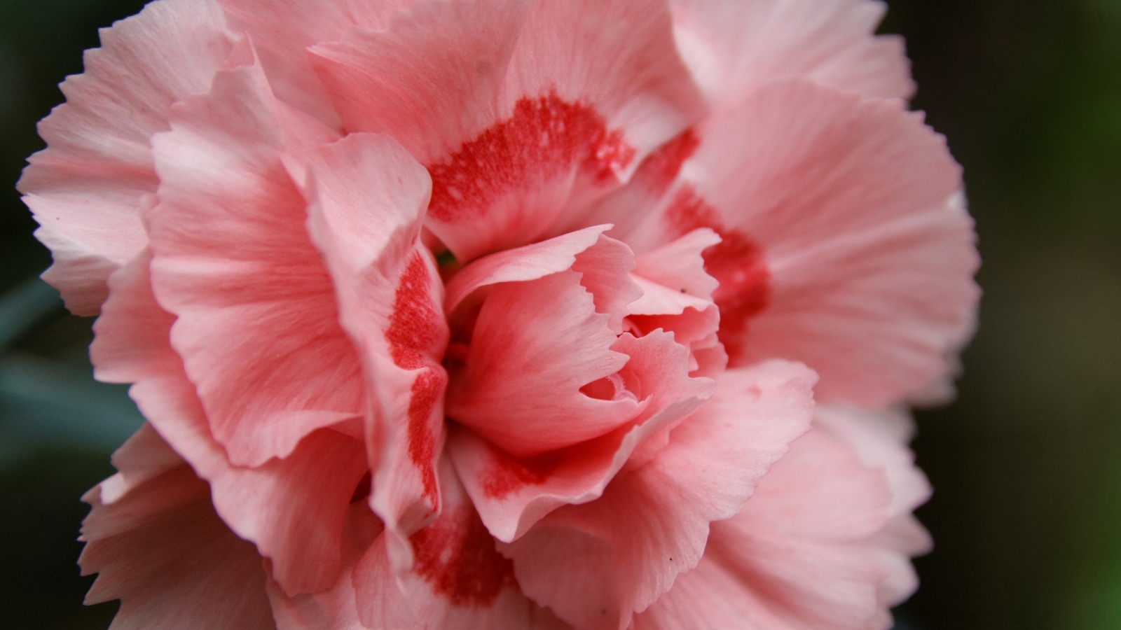 Розовая гвоздика крупным планом