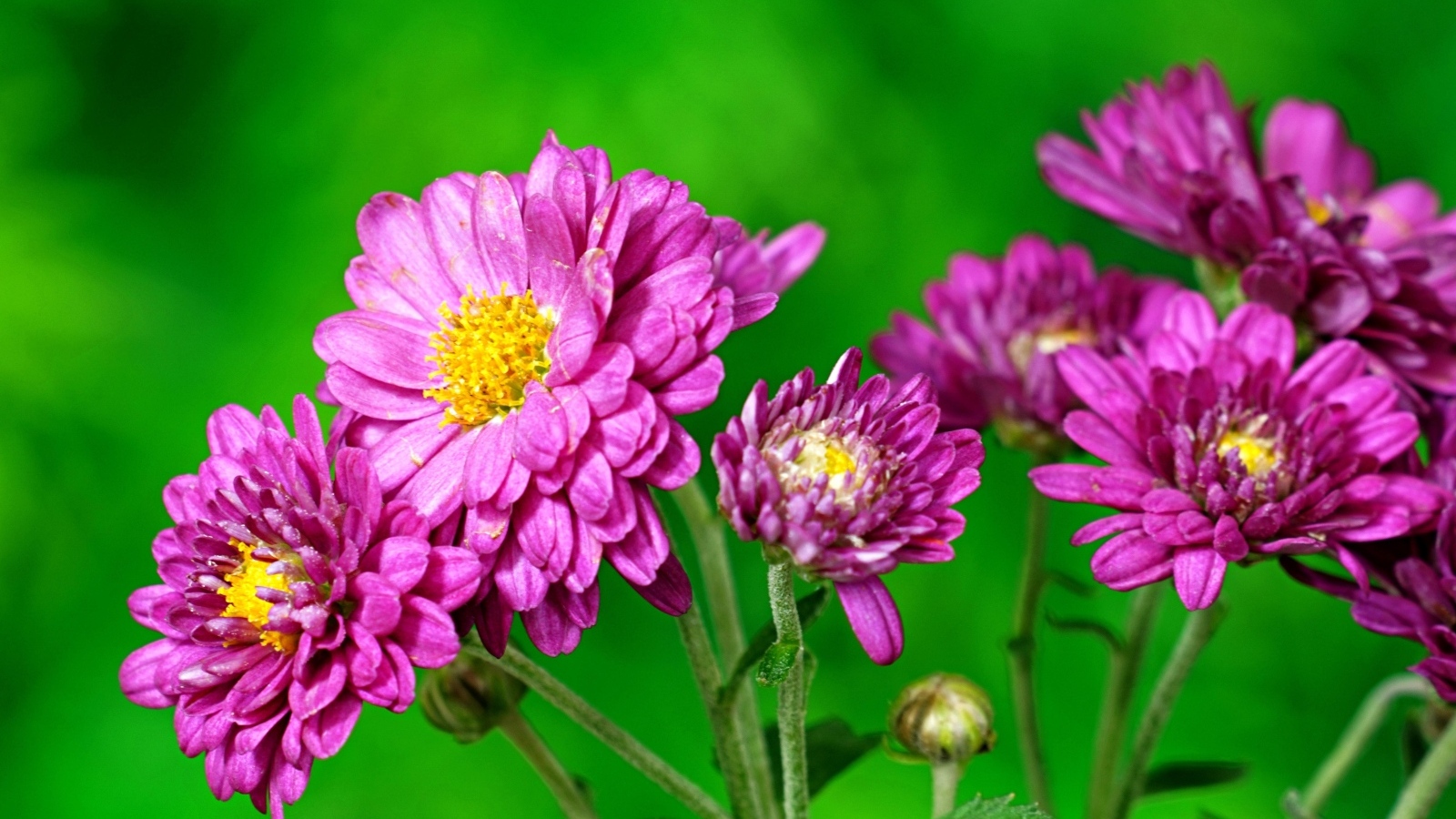 Розовые  хризантемы на зеленом фоне
