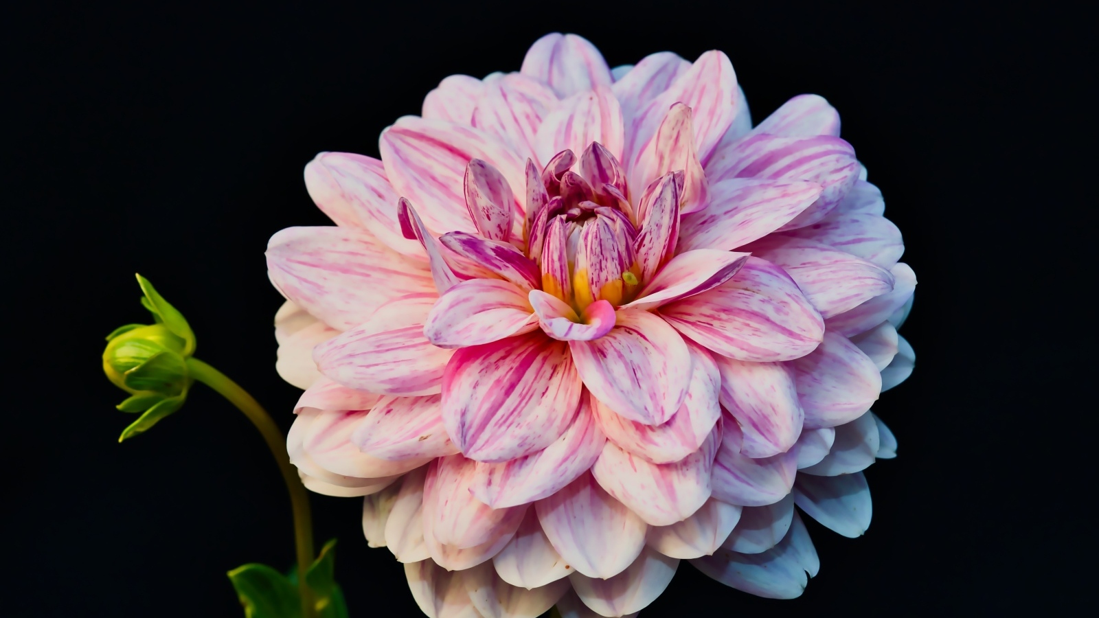 Розовый цветок георгина с бутоном на черном фоне